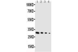 GDNF antibody  (Middle Region)