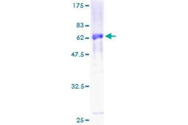 MBIP Protein (AA 1-344) (GST tag)