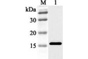 Western blot analysis using anti-FABP3 (human), pAb  at 1:2'000 dilution. (FABP3 antibody)