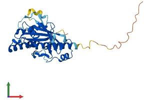 AlphaFold protein structure predicition of Human Recombinant RAB34 Protein, UniprotID Q9BZG1 (RAB34 Protein (AA 1-259) (His tag))