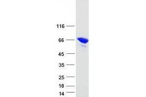 Validation with Western Blot (Lamin A/C Protein (LMNA) (Transcript Variant 2) (Myc-DYKDDDDK Tag))