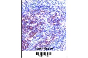 SNAP23 Antibody immunohistochemistry analysis in formalin fixed and paraffin embedded human tonsil tissue followed by peroxidase conjugation of the secondary antibody and DAB staining. (SNAP23 antibody  (C-Term))