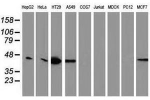 Image no. 2 for anti-Vasodilator-Stimulated phosphoprotein (VASP) antibody (ABIN1501697) (VASP antibody)
