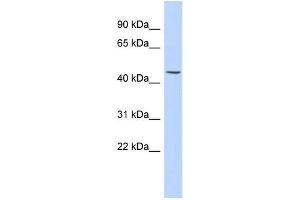 Western Blotting (WB) image for anti-Keratin 24 (KRT24) antibody (ABIN2459528) (Keratin 24 antibody)