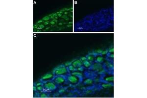 Expression of Serotonin receptor 3B in rat DRG - Immunohistochemical staining of rat dorsal root ganglion (DRG) frozen sections using Anti-5HT3B Receptor (HTR3B) (extracellular)-ATTO Fluor-488 Antibody (ABIN7043623). (Serotonin Receptor 3B antibody  (Extracellular, N-Term) (Atto 488))