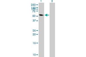 Western Blot analysis of FRK expression in transfected 293T cell line by FRK MaxPab polyclonal antibody. (FRK antibody  (AA 1-505))