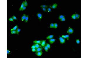 Immunofluorescent analysis of HepG2 cells using ABIN7142300 at dilution of 1:100 and Alexa Fluor 488-congugated AffiniPure Goat Anti-Rabbit IgG(H+L) (HAAO antibody  (AA 153-223))