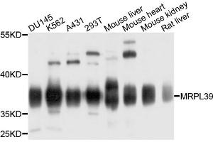 Western blot analysis of extracts of various cell lines, using MRPL39 antibody. (MRPL39 antibody)