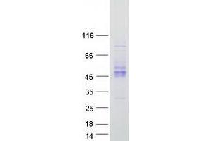 Validation with Western Blot (KIR2DS2 Protein (Myc-DYKDDDDK Tag))