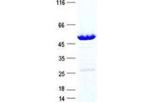 Western Blotting (WB) image for SERTA Domain Containing 3 (SERTAD3) protein (GST tag,His tag) (ABIN5505769)