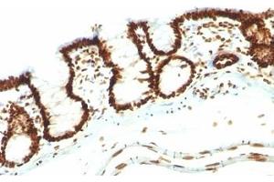 Formalin-fixed, paraffin-embedded rat colon stained with Nuclear marker antibody (NM106). (Nuclear Marker antibody)