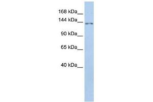 TMEM132B antibody used at 1 ug/ml to detect target protein. (TMEM132B antibody  (Middle Region))
