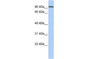 WB Suggested Anti-AHRR Antibody Titration:  0. (AHRR antibody  (Middle Region))