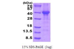 SDS-PAGE (SDS) image for Napsin A Aspartic Peptidase (NAPSA) (AA 64-420) protein (His tag) (ABIN5854014) (NAPSA Protein (AA 64-420) (His tag))