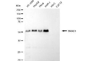 Western blotting analysis using SMAD1 antibody (ABIN7800366). (Recombinant SMAD1 antibody)