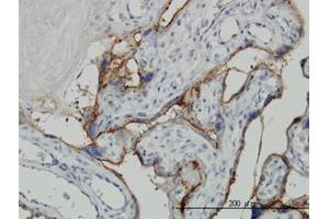 Image no. 1 for anti-Alkaline Phosphatase, Placental-Like 2 (ALPPL2) (AA 365-455) antibody (ABIN769091) (ALPPL2 antibody  (AA 365-455))