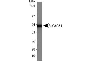 Image no. 1 for anti-Solute Carrier Family 40 (Iron-Regulated Transporter), Member 1 (SLC40A1) (AA 250-300) antibody (ABIN1734333) (SLC40A1 antibody  (AA 250-300))