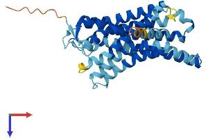 Olfactory Receptor, Family 51, Subfamily Q, Member 1 (OR51Q1) (AA 1-317) protein (His tag)