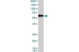 APPBP1 monoclonal antibody (M01), clone 4E8-H3. (NAE1 antibody  (AA 1-534))