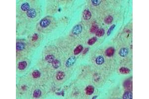 Image no. 1 for anti-Nucleophosmin (Nucleolar phosphoprotein B23, Numatrin) (NPM1) (AA 21-38) antibody (ABIN960290)