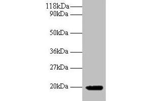Western blot All lanes: IFNG antibody at 2 μg/mL + 293T whole cell lysate Secondary Goat polyclonal to rabbit IgG at 1/10000 dilution Predicted band size: 20 kDa Observed band size: 20 kDa (Interferon gamma antibody  (AA 24-162))