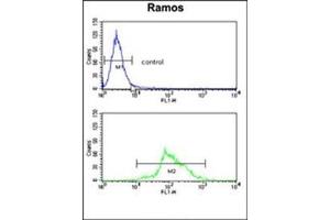 Flow cytometry analysis of Ramos cells using HADHA Antibody (C-term) Cat. (HADHA antibody  (C-Term))