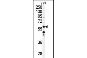 Western blot analysis of anti-CABC1 Antibody (C-term ) (ABIN391179 and ABIN2841277) in 293 cell line lysates (35 μg/lane). (COQ8A antibody  (C-Term))