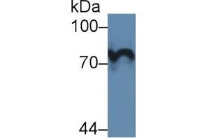 Western Blotting (WB) image for anti-Prothrombin Fragment 1+2 (F1+2) (AA 44-323) antibody (ABIN7438877)
