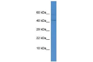 Host:  Rabbit  Target Name:  DUX4  Sample Type:  THP-1 Whole cell lysates  Antibody Dilution:  1.