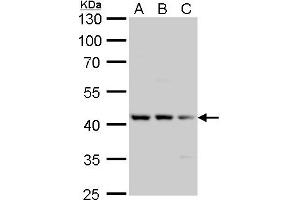 WB Image Tau antibody detects Tau protein by Western blot analysis. (MAPT antibody  (N-Term))