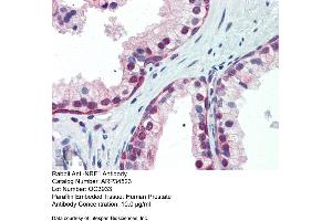 Human Prostate (NRF1 antibody  (Middle Region))