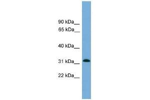 MRPS2 antibody used at 0.