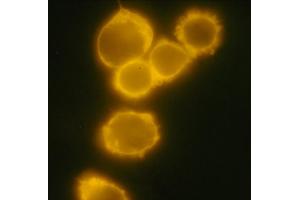 Immunocytochemistry (ICC) image for anti-CD34 (CD34) antibody (PE) (ABIN94080)