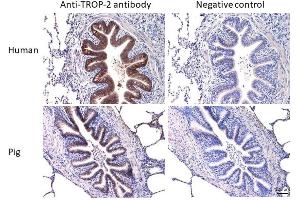 Immunohistochemistry staining (paraffin sections) of TROP2 in human and porcine lung tissue using mouse monoclonal antibody TrMab-6 (diluted 1:100), detected with En Vision FLEX/HRP. (TACSTD2 antibody)