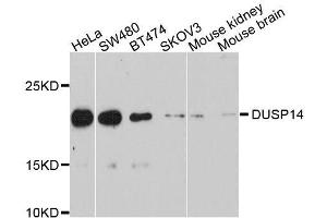 Western blot analysis of extracts of various cell lines, using DUSP14 antibody. (DUSP14 antibody  (AA 1-198))