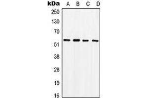 Western blot analysis of SOX9 (pS181) expression in HeLa PMA-treated (A), SW480 (B), mouse brain (C), rat liver (D) whole cell lysates.