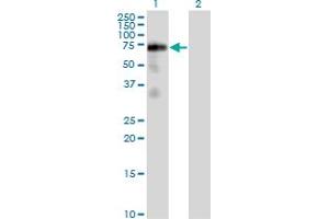 Western Blot analysis of FRS2 expression in transfected 293T cell line by FRS2 monoclonal antibody (M02), clone 1F7-1D6.