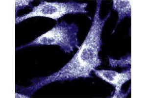 Immunofluorescence staining of human fibroblasts. (BCAR1 antibody  (AA 644-819))