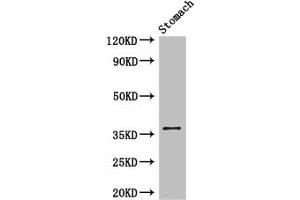 Western Blot Positive WB detected in: Mouse stomach tissue All lanes: PIM3 antibody at 3. (PIM3 antibody  (AA 278-326))