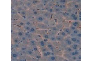 IHC-P analysis of Mouse Tissue, with DAB staining. (ROR1 antibody  (AA 470-707))