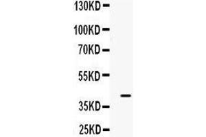 Western Blotting (WB) image for anti-Bone Morphogenetic Protein 6 (BMP6) (AA 383-419), (C-Term) antibody (ABIN3043760) (BMP6 antibody  (C-Term))