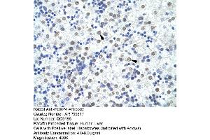 Human Liver (FOXP4 antibody  (C-Term))