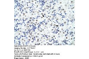Human Liver (FOXP4 antibody  (C-Term))