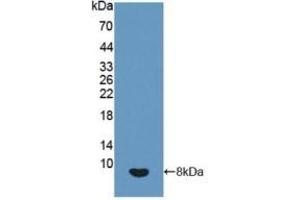 Detection of Recombinant IGF2, Human using Polyclonal Antibody to Insulin Like Growth Factor 2 (IGF2) (IGF2 antibody  (AA 25-91))