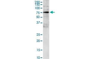 GRB10 anticorps  (AA 61-150)