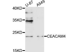 Western blot analysis of extracts of various cell lines, using CEACAM4 antibody (ABIN4903244) at 1:1000 dilution. (CEACAM4 antibody)