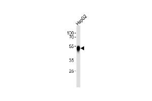 Anti-ASGR2 Antibody (N-term) at 1:1000 dilution + HepG2 whole cell lysates Lysates/proteins at 20 μg per lane. (Asialoglycoprotein Receptor 2 antibody  (N-Term))