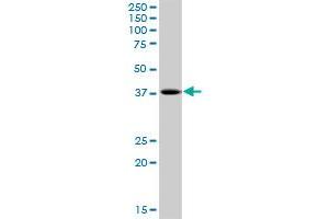 PHF20L1 MaxPab polyclonal antibody. (PHF20L1 antibody  (AA 1-285))