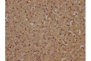 IHC image of ABIN7140207 diluted at 1:100 and staining in paraffin-embedded human adrenal gland tissue performed on a Leica BondTM system. (ATP6AP1L antibody  (AA 190-209))