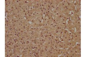 IHC image of ABIN7140207 diluted at 1:100 and staining in paraffin-embedded human adrenal gland tissue performed on a Leica BondTM system. (ATP6AP1L antibody  (AA 190-209))